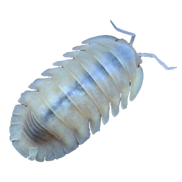 Cubaris Sp. Albino Red Edge